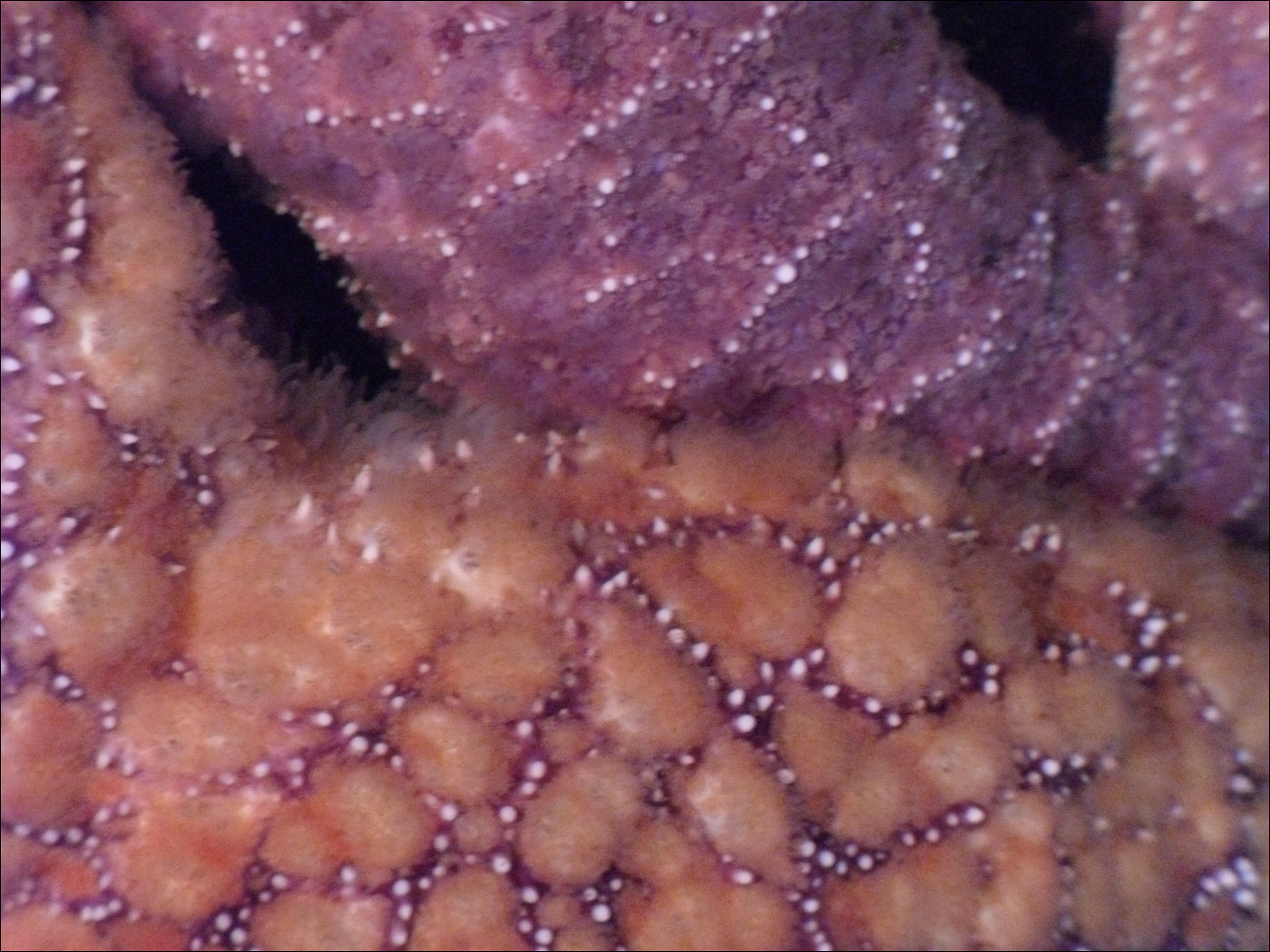 Newport, OR- Oregon Coast Aquarium-starfish